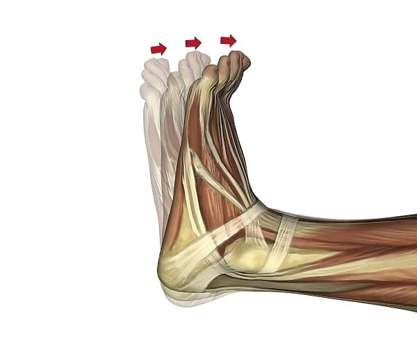 Dorsiflexion of the foot, artwork C016  /  6798
