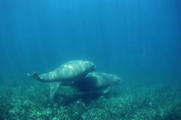 Dugongs (Dugong dugon) swimming along the seafloor