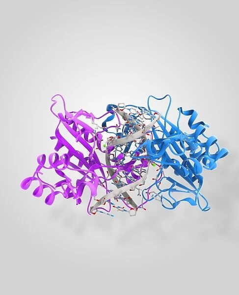 EcoRV restriction enzyme molecule C014  /  2113