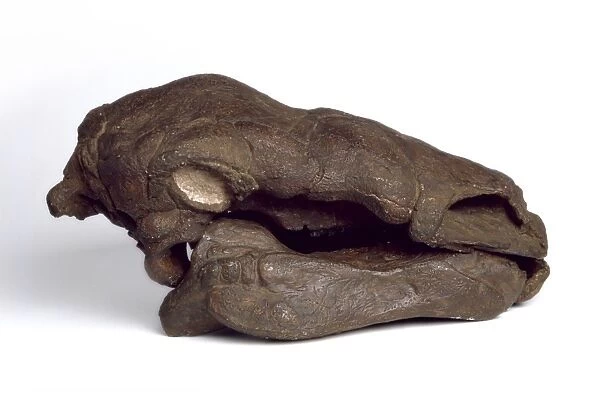 Edmontonia dinosaur, fossil skull C016  /  4990