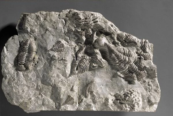 Encrinurus punctatus, trilobite fossils C016  /  4927