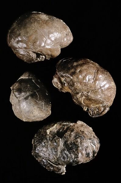 Endocranial casts of Australopithecus