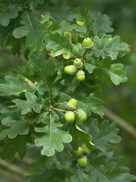 English oak (Quercus robur) acorns