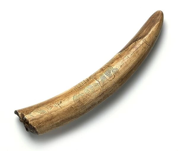 Engraved mammoth tusk C016  /  5029