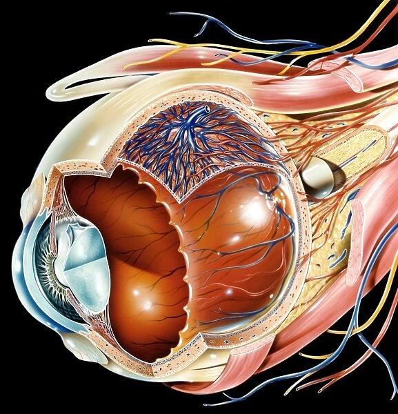 Eye anatomy, artwork C016  /  8742