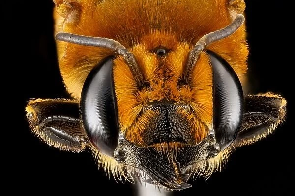 Female bee head C018  /  3570