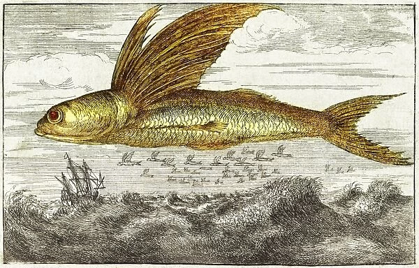 Flying fish, 17th century artwork