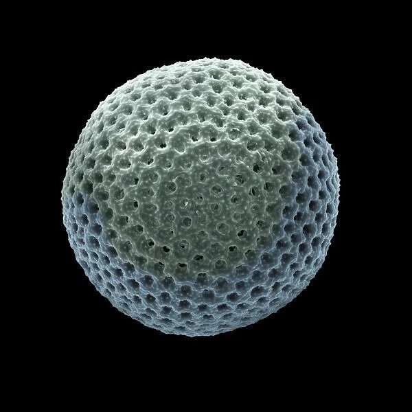 Foraminiferan shell, SEM C018  /  0312