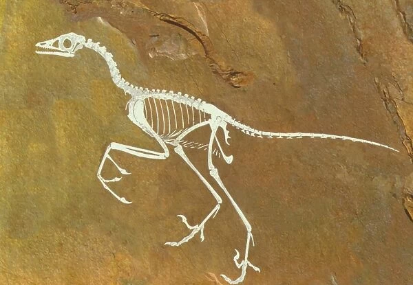 Fossil of Archaeopterix, one of the first birds