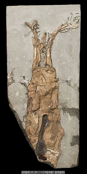 Fossil coleoid C016  /  6078