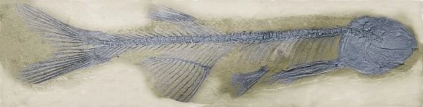Fossil fish, SEM