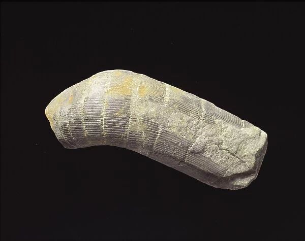 Fossil horsetail (Calamites sp. ) trunk C013  /  6541