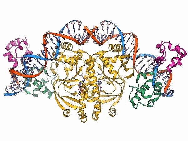 Gene activator protein F006  /  9406