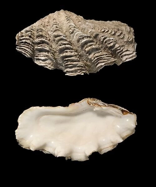 Giant clam shells C016  /  6059