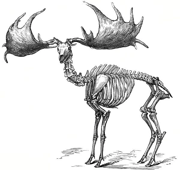 Giant deer, 19th century artwork