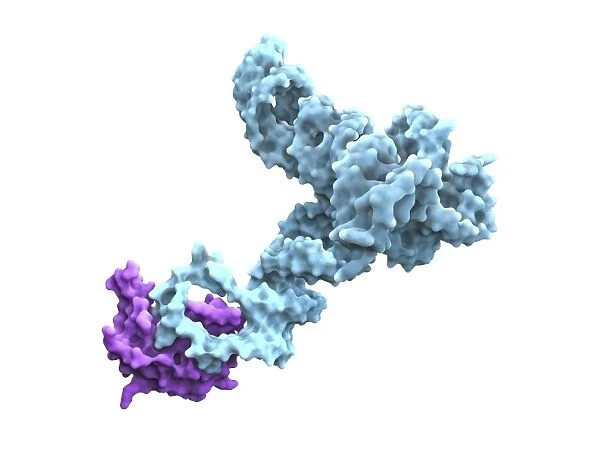 Glycine riboswitch molecule F007  /  9906