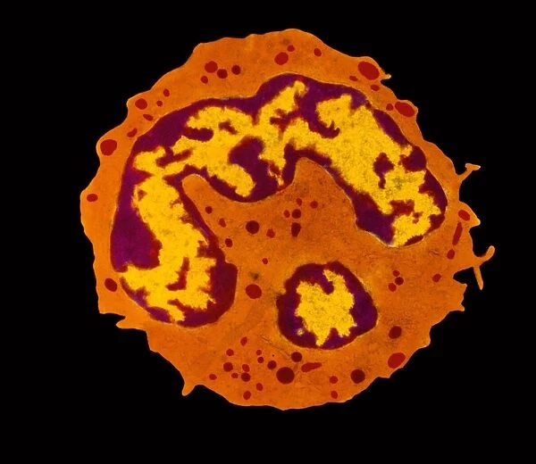 Granulocyte white blood cell, TEM
