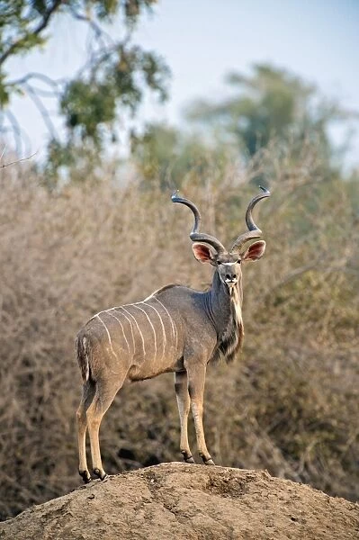 Greater kudu, Zimbabwe C016  /  2366