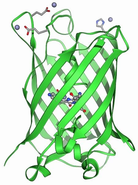 Green fluorescent protein molecule F006  /  9402