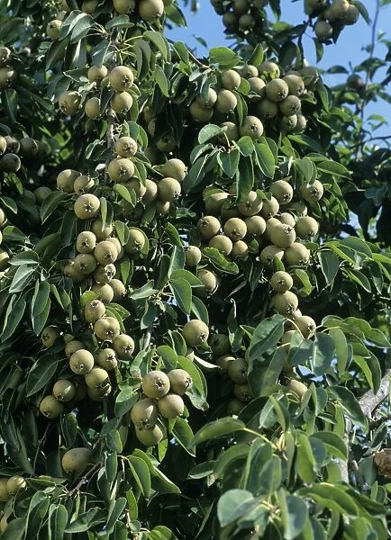 Grey pears