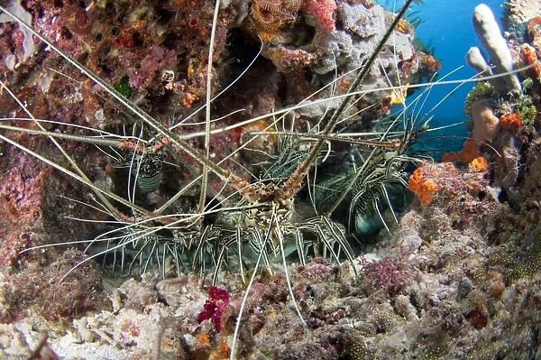 Group of spiny lobster