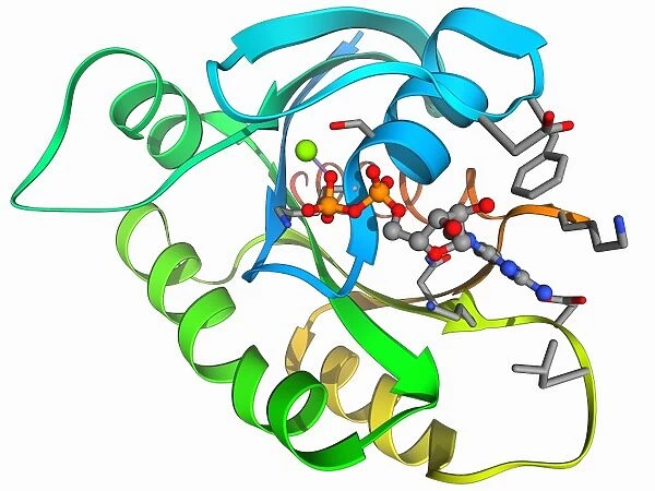 H-Ras p21 oncogene protein F006  /  9763