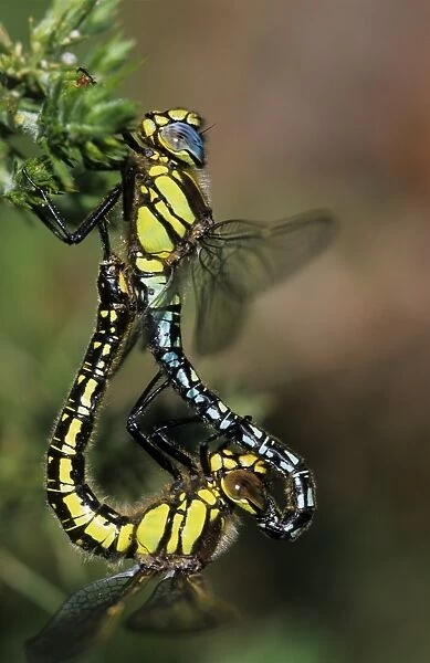 Hairy dragonflies mating