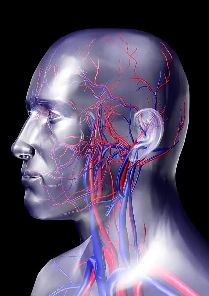 Head blood vessels