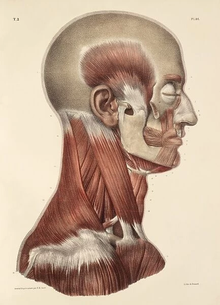 Head and neck muscles, 1831 artwork