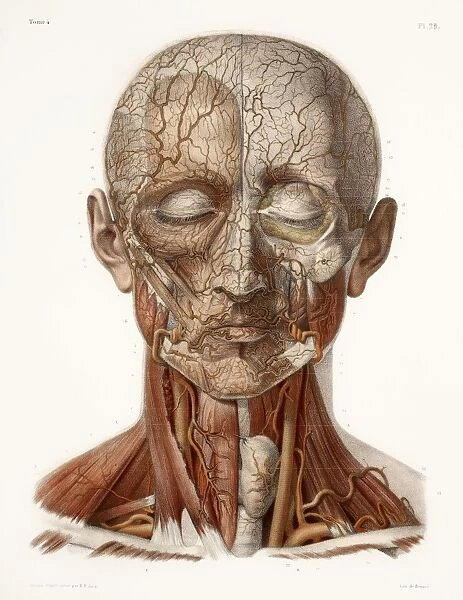 Head vascular anatomy, historical artwork