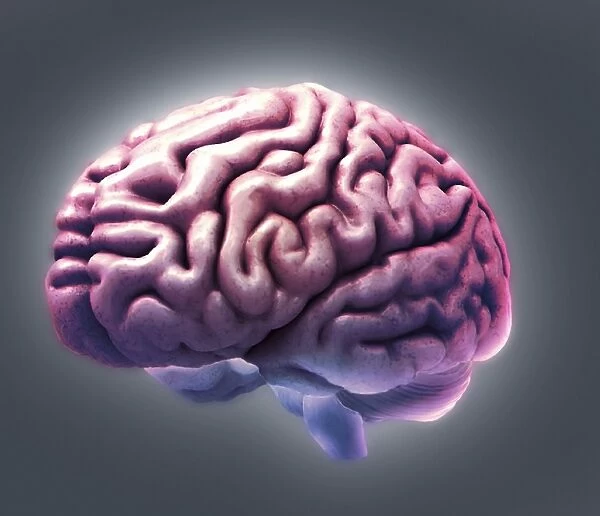 Healthy brain, MRI scan C018  /  0651