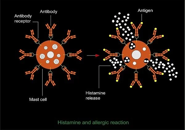 Histamine allergic reaction, diagram