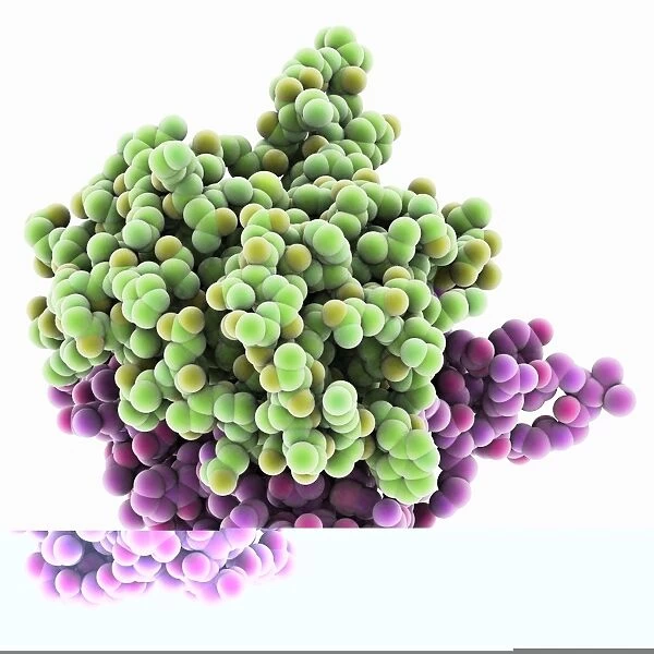 HIV enzyme protein, molecular model C014  /  0876