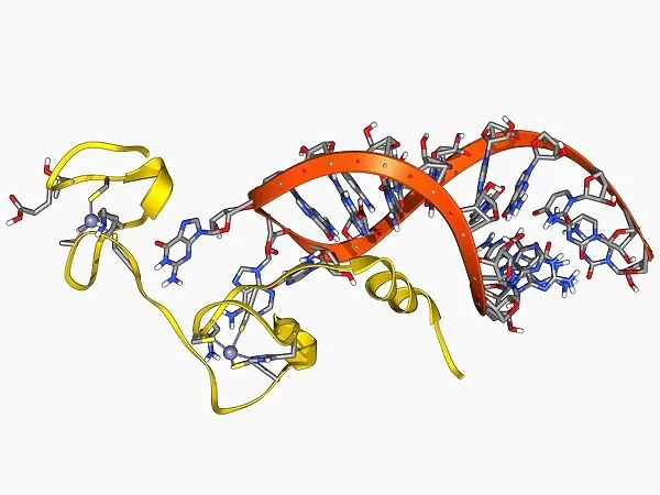 HIV nucleocapsid protein molecule F006  /  9219