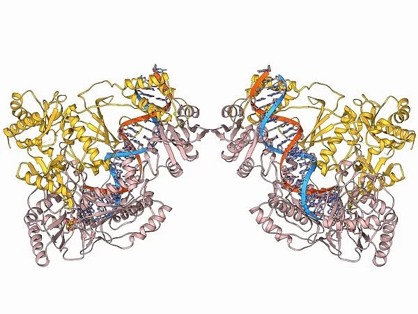 HIV reverse transcription enzyme F006  /  9494