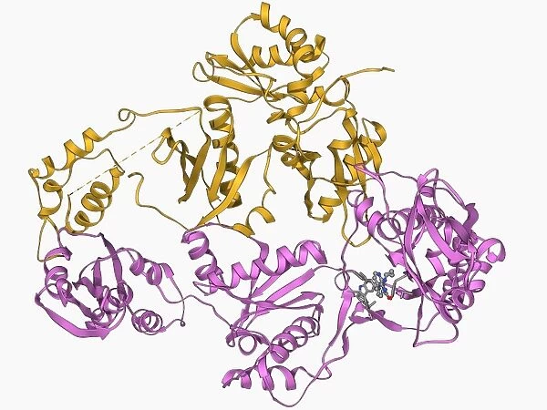 HIV reverse transcription enzyme F006  /  9684