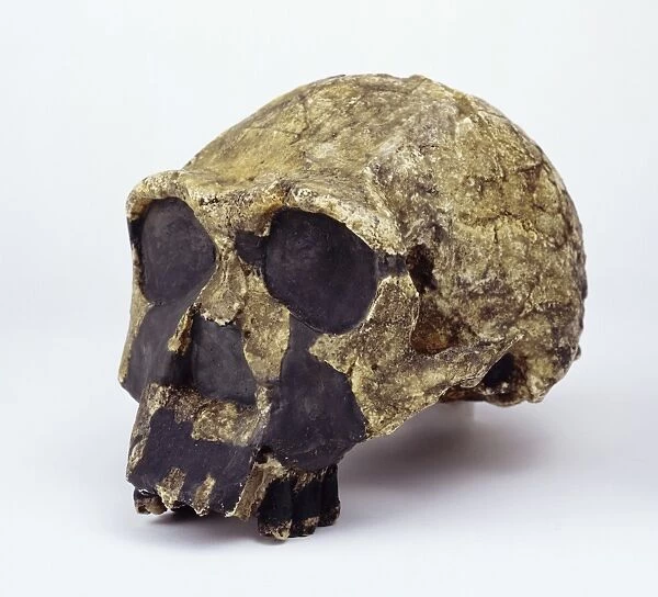 Homo ergaster cranium (KNM-ER 3733) C016  /  5095