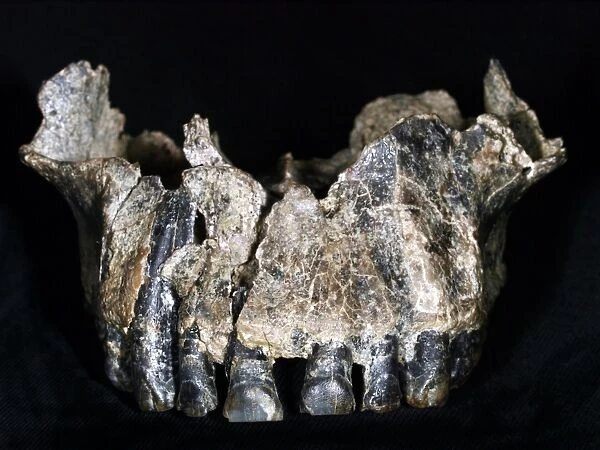 Homo habilis upper jaw (OH 65) C015  /  6684