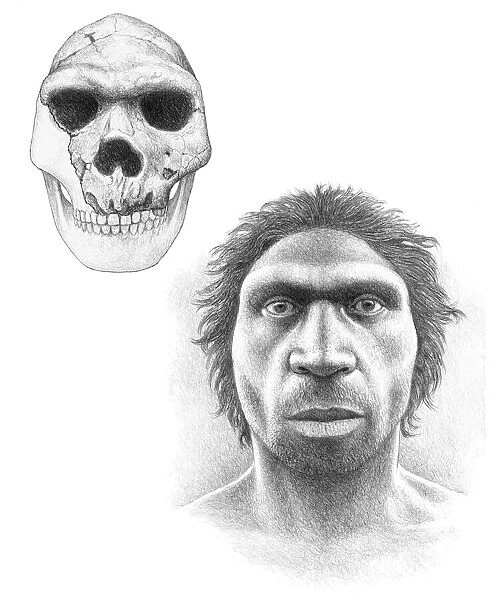 Homo heidelbergensis skull and face