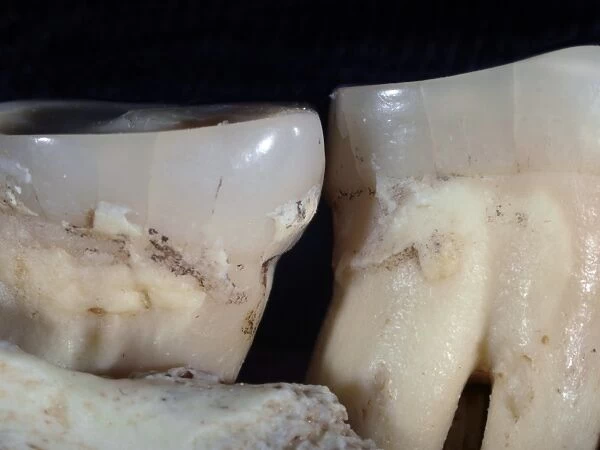 Homo heidelbergensis teeth C015  /  6546