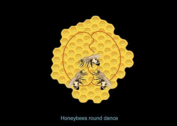 Honeybee dance, diagram