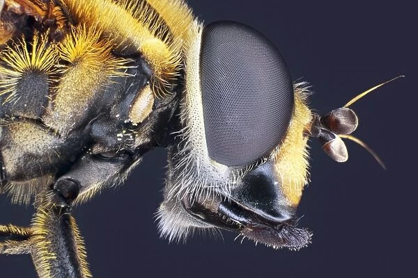 Housefly head