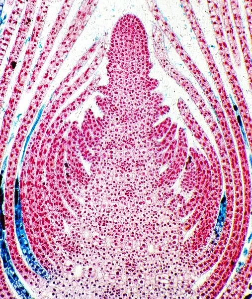Huckleberry shoot, light micrograph