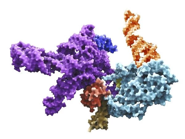 Human 80S ribosome F007  /  9898