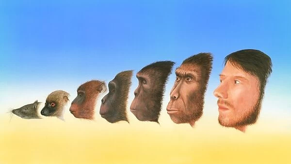 Human evolution, artwork