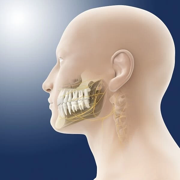 Human jaw, artwork C014  /  0430