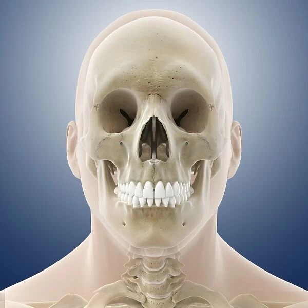 Human skull, artwork C014  /  0422