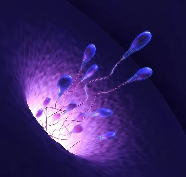 Human sperm cells, artwork F006  /  8688