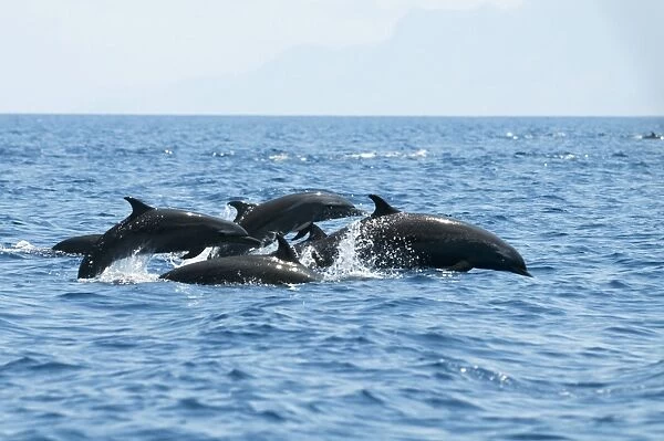 Indo pacific bottlenose dolphins