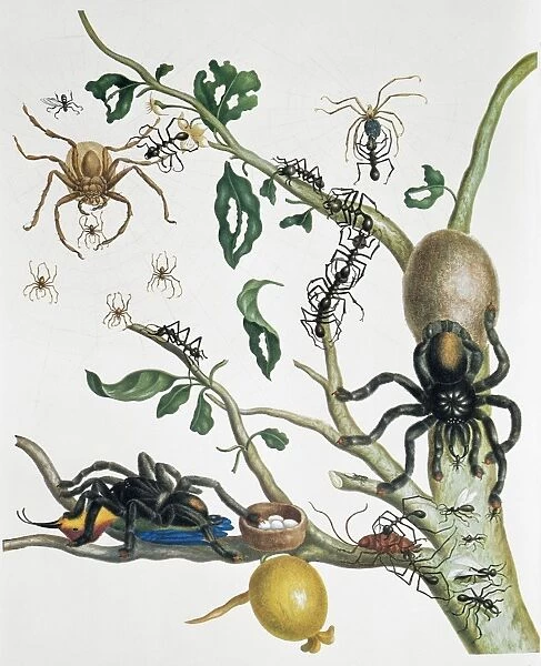 Insects of Surinam, 18th century C013  /  6587
